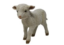 Poly-Lamm