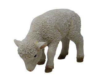 Poly-Lamm