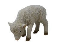 Poly-Lamm